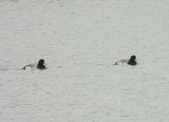 Aythya affinis