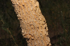 Gyrostemon ramulosus