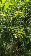Acacia floribunda