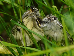 Parnassius mnemosyne