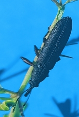 Belidae
