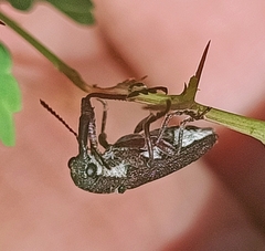 Belidae