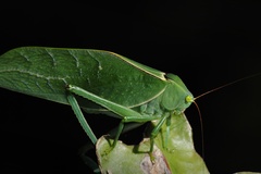 Stilpnochlora azteca