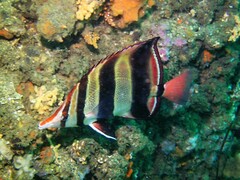 Chelmonops truncatus