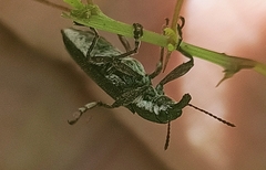 Belidae