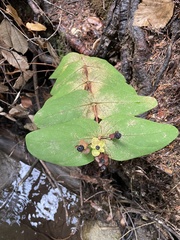 Hypericum androsaemum