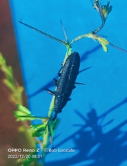 Belidae
