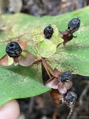 Hypericum androsaemum