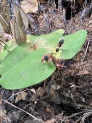 Hypericum androsaemum
