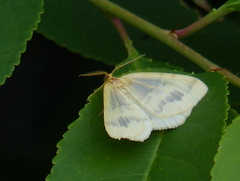 Macaria ribearia