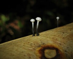 Xylaria clusiae