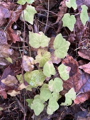 Vancouveria hexandra