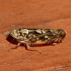 Scaphoideus