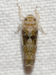 Scaphoideus