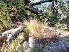 Carlowrightia arizonica