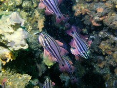 Ostorhinchus limenus