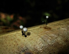 Xylaria clusiae