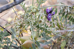 Astragalus gruinus