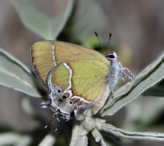 Callophrys xami
