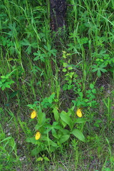 Cypripedium parviflorum pubescens
