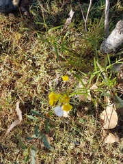 Senecio madagascariensis