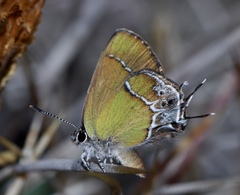 Callophrys xami