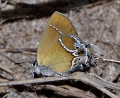 Callophrys xami