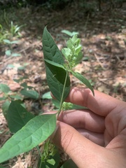 Yeatesia viridiflora