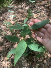 Yeatesia viridiflora