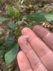 Yeatesia viridiflora