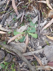 Sphaeromorphaea australis