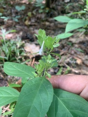 Yeatesia viridiflora