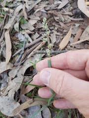 Eragrostis interrupta