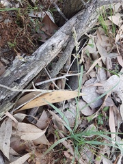 Eragrostis interrupta