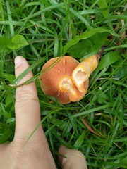 Lactarius akahatsu