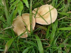 Lactarius akahatsu