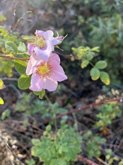 Rosa californica