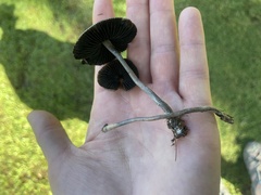 Panaeolus cyanescens