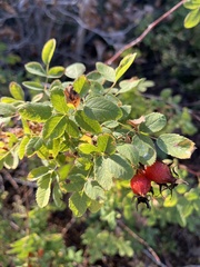 Rosa californica