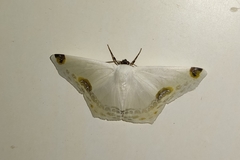 Sericoptera mahometaria