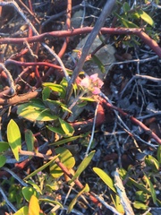 Arctostaphylos osoensis
