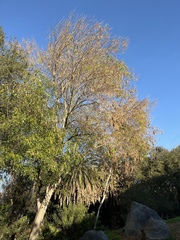 Haemorhous mexicanus