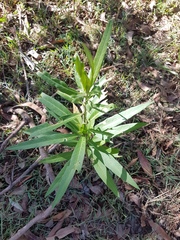 Gomphocarpus physocarpus