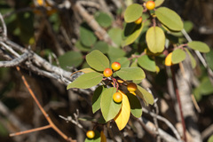 Frangula californica