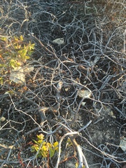 Arctostaphylos osoensis