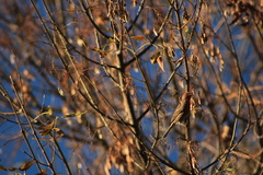 Haemorhous mexicanus