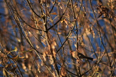 Haemorhous mexicanus