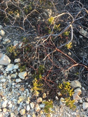 Arctostaphylos osoensis