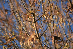 Haemorhous mexicanus