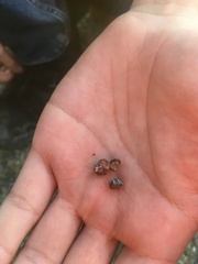 Arctostaphylos osoensis